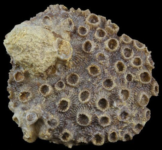 Fossil Coral (Lithostrotionella) Head - Iowa #45064